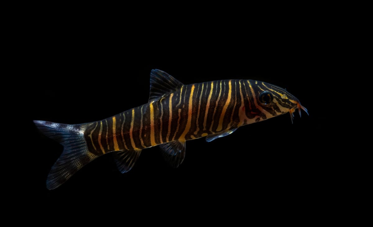 Meet The Zebra Loach - Botia striata