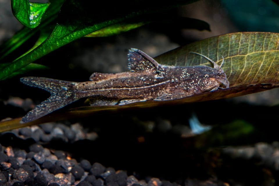 Pseudolaguvia austrina | Indian Native Series