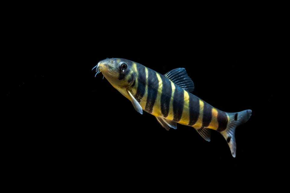 Botia dario: The Bengal Loach – A Feisty Indian Native