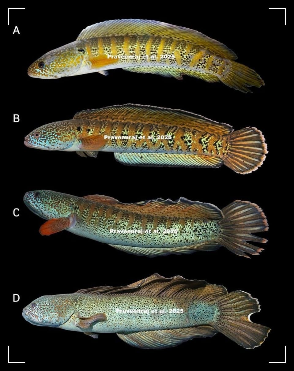 Channa amphibeus |Re-discovered after more than 85 years!