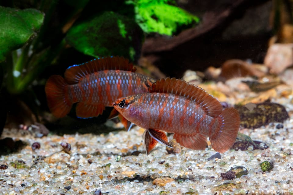 Meet The Scarlet Badis