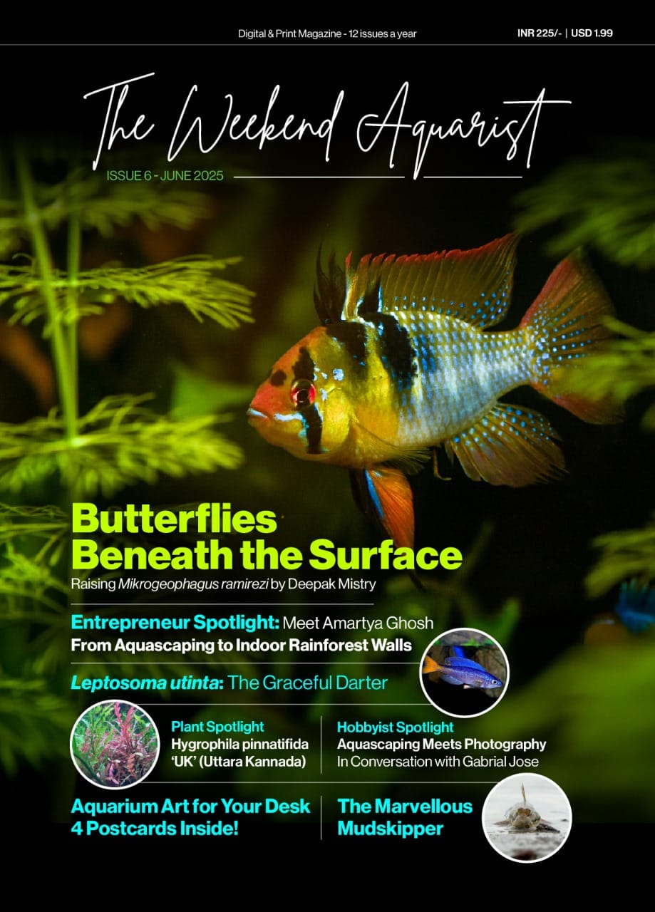 Butterflies Beneath The Surface